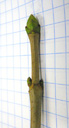 sycamore (acer pseudoplatanus), bud broad-egg-shaped, apical bud bigger than the pair of axillary buds, green bud scales with a white seam of cilia. 2009-01-26, Pentax W60. keywords: acer montanum, weiss-ahorn, sycomore, acero montano